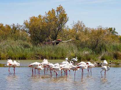 La Camargue sauvage à 1h lors votre séjour à Laudun