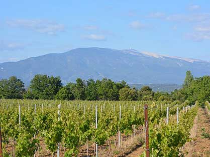 Découvrez aussi le Mont Ventoux lors de vos vacances à Laudun