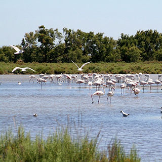 Flamands roses de Camargue